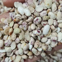 دو تن لوبیا  چیتی آشی