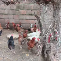 اردک غاز و مرغ|حیوانات مزرعه|ساری, |دیوار