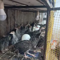 جوجه بوقلمون برنز با کیفیت