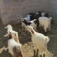 کره نر و ماده