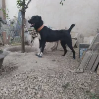 سگ نر