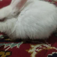 بچه خرگوش|موش و خرگوش|سبزوار, قصبه شرقی|دیوار