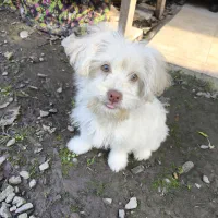 سگ اشپیتز شیتزو