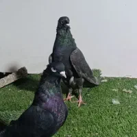 کبوتر سیاه و سرکه ای طوقی