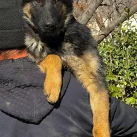 سگ ژرمن شپرد ماده چهار ماه اصیل بلکفیس فی ۱۵ م ت|سگ|تهران, مروارید شهر|دیوار