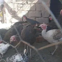 ۱۱عددبوقلمون فروشی|حیوانات مزرعه|راین, |دیوار