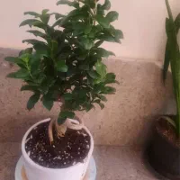 گل و گلدان