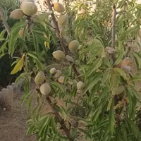 باغ چهار دیواری ،در دماوند، وادان|فروش خانه و ویلا|آبسرد, |دیوار
