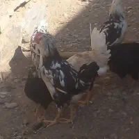 مرغ جوان گلین اصل