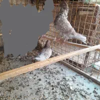 معاوضه کبوتر پرشی با|پرنده|مبارکه, |دیوار