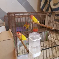 طوطی برزیلی اوپال مولد درشت