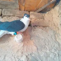 حیون پرشی|پرنده|تربت‌حیدریه, داروپخش|دیوار