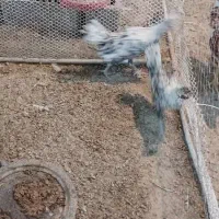 ویاندوت اپنزلر آرکانا ایام سبرایت ابریشمی برهما|حیوانات مزرعه|شیراز, غدیر شمالی|دیوار