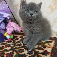 دخترو پسر اسکاتیش و بریتیش بلو