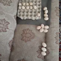 تخم مرغ لاری جوجه لاری خروس مرغ