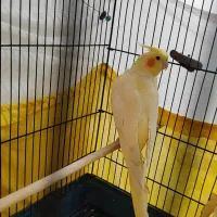 عروس هلندی|پرنده|سرپل ذهاب, |دیوار