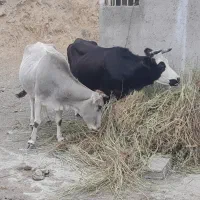 گاو جوان چالوسی اصل