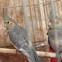 عروس هلندی جوجه دون خور