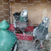 سوسکی|پرنده|نسیم‌شهر, |دیوار