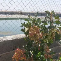 باغ و باغچه با سند/بدون سود/از دم قسط|فروش زمین و ملک کلنگی|اصفهان, شهرک شهید منتظری|دیوار