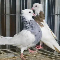 جفت طوقی سرور نر پرشی