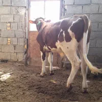 گوساله نر المانی|حیوانات مزرعه|شادگان, |دیوار