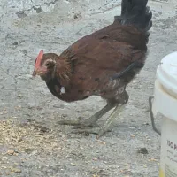 جوجه مرغ وخروس گلین