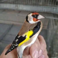 سهره حلب.چهارگل.شهرستانم قابل ارسال|پرنده|کرمانشاه, |دیوار