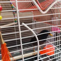 مینا|پرنده|مشهد, سیسآباد|دیوار