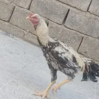 خروس لاری جوان