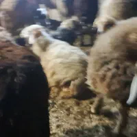 گوسفند|حیوانات مزرعه|باوی, |دیوار