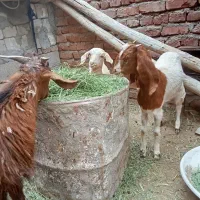 کره پاکستانی