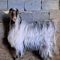 بز ، بزغاله ، چپش