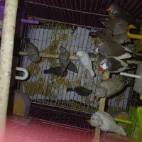 فنچ و قناری و طوطی برزیلی