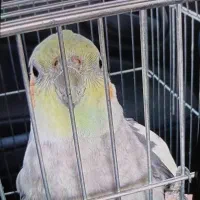 عروس هلندی طوسی رنگ گمشده