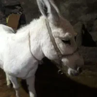 الاغ ماده گله ای