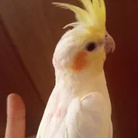 عروس هلندی دستی|پرنده|صدرا-فارس, فاز ۱|دیوار