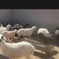 گوسفند