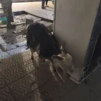 بز داشتی|حیوانات مزرعه|لردگان, |دیوار