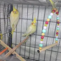 عروس هلندی زعفرانی|پرنده|آبدانان, |دیوار