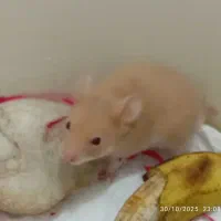 همستر سوری|موش و خرگوش|قم, پشت انبار نفت|دیوار