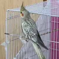 پرنده