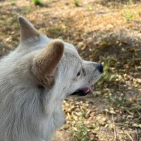 پامر روبایی|سگ|کرمان, |دیوار