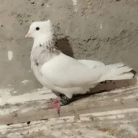 سه عدد کبوتر