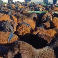 خریدو وفروش انواع گوسفندوبزو...