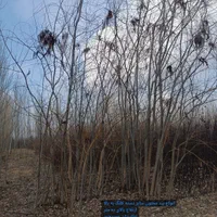 اکبری احمدآقایی پسته. نهال انگور صنوبر|خدمات باغبانی و درختکاری|لنجان, |دیوار