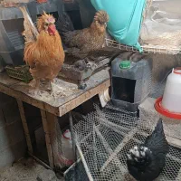 مرغ و خروس اصیل سلطان ، جوجه کشی