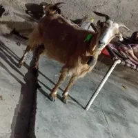 بز چپر