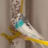 مرغ عشق