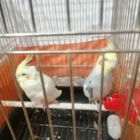عروس هلندی